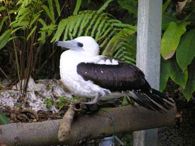 Abbott’s booby