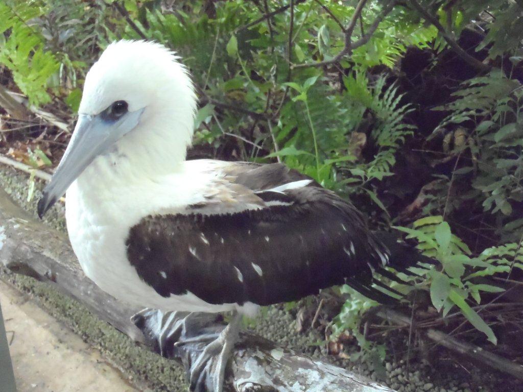 Pretty Abbott’s booby