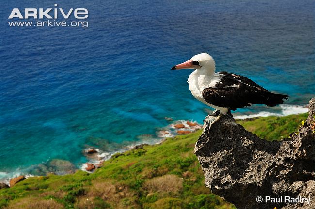 Pretty Abbott’s booby