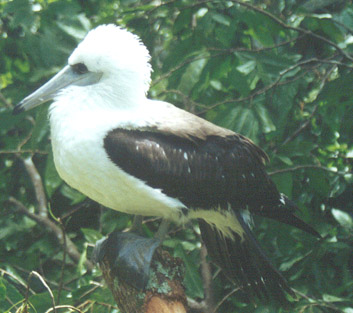 Pretty Abbott’s booby
