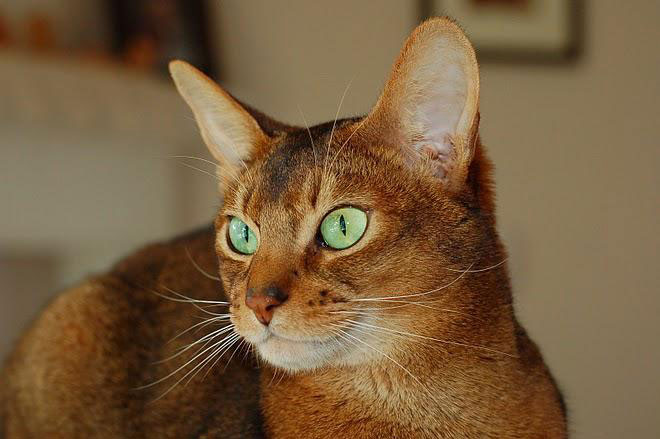 Wallpaper Abyssinian - Cat Breed