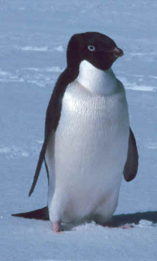 Adelie penguin