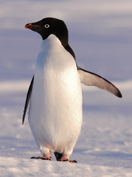 Pretty Adelie penguin