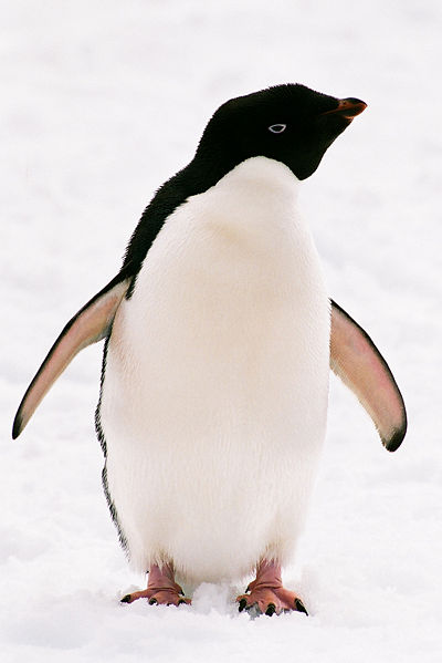 Pretty Adelie penguin