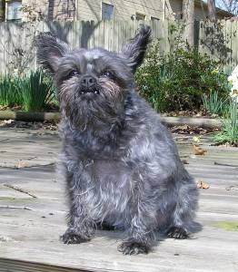 Affenpinscher - Dog Breed