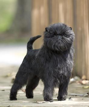 Nice Affenpinscher - Dog Breed