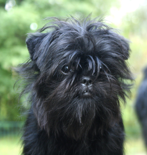 Cool Affenpinscher - Dog Breed