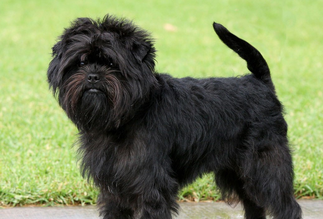 Pretty Affenpinscher - Dog Breed
