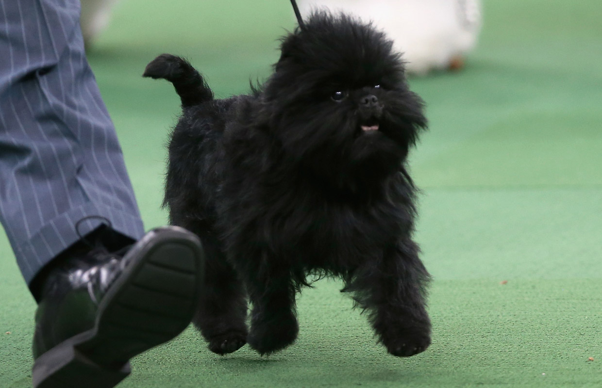 Cute Affenpinscher - Dog Breed