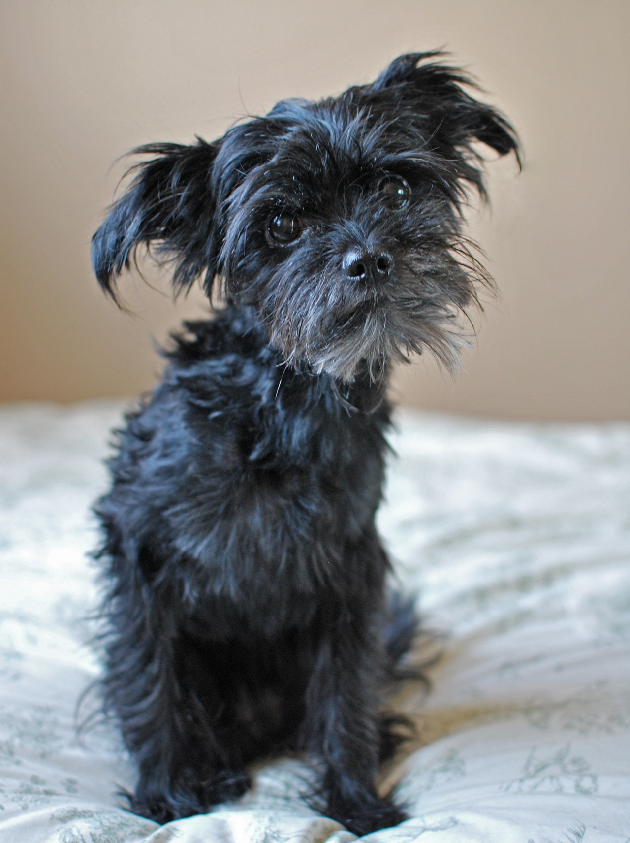 Wallpaper Affenpinscher - Dog Breed