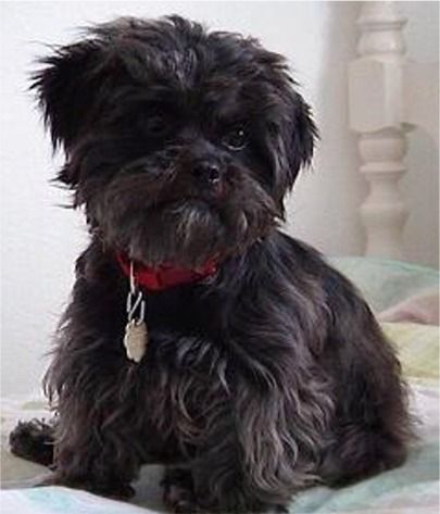 Affenpinscher - Dog Breed photo 