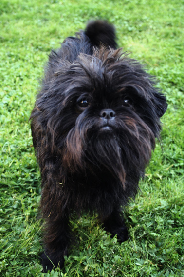 Affenpinscher - Dog Breed wallpaper