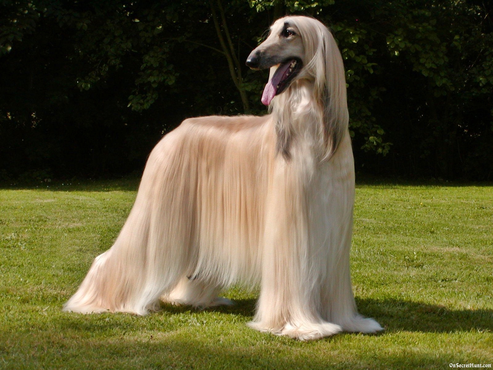 Afghan Hound - Dog Breed