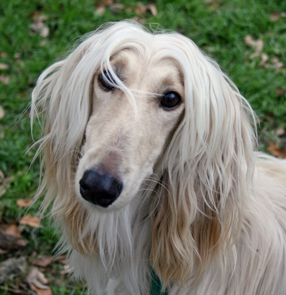 Nice Afghan Hound - Dog Breed