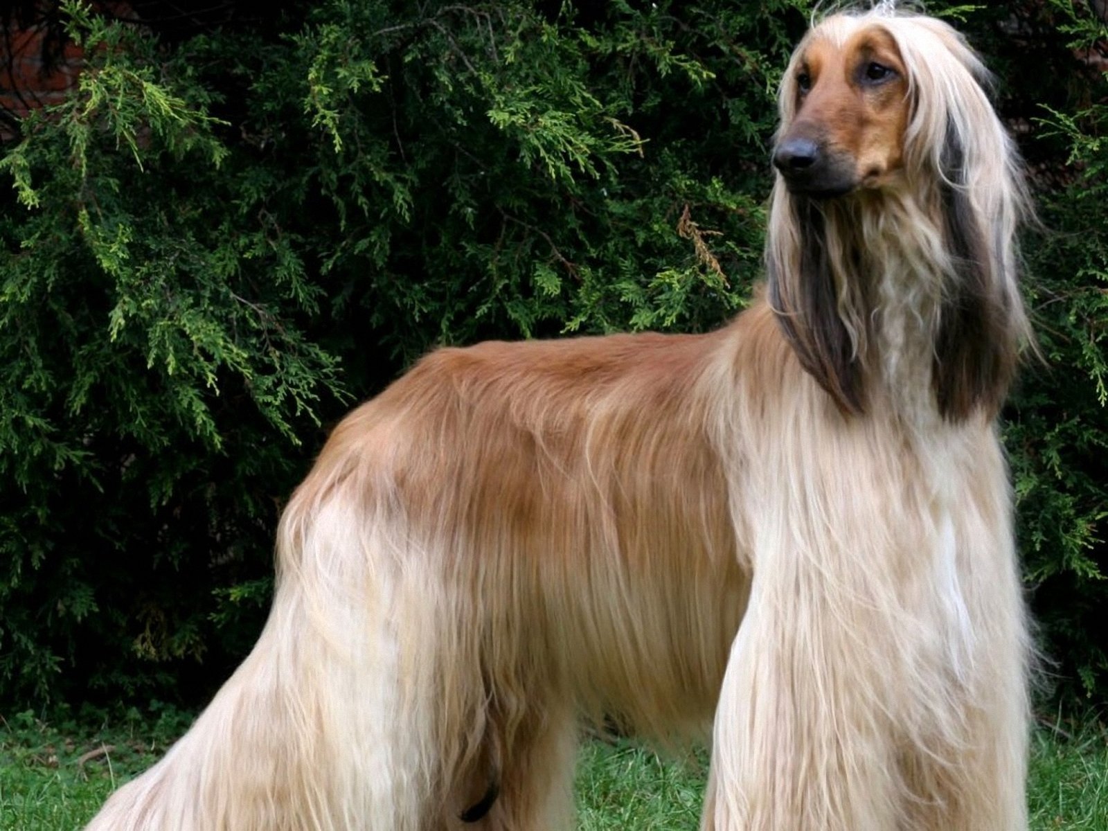 Cool Afghan Hound - Dog Breed