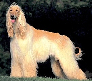 Cute Afghan Hound - Dog Breed