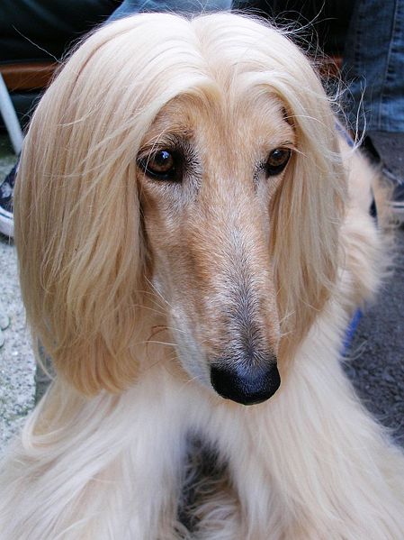 Wallpaper Afghan Hound - Dog Breed