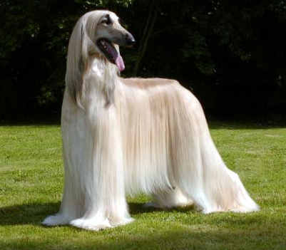 Photo Afghan Hound - Dog Breed