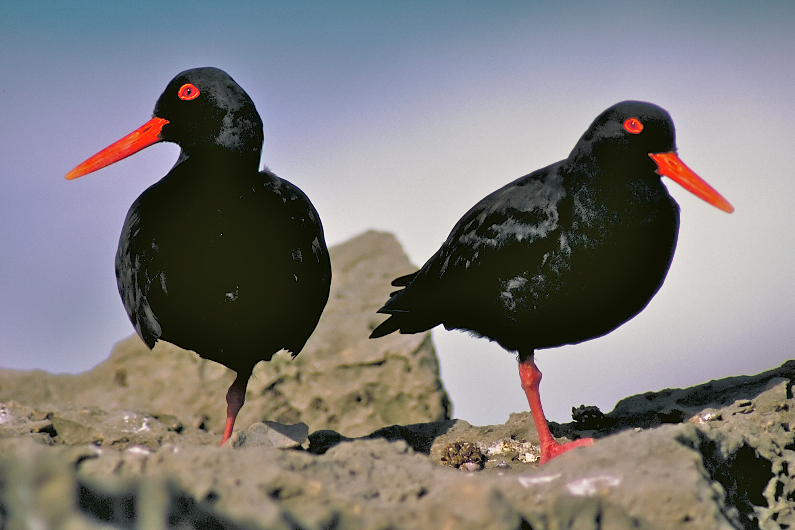 African black oystercatcher