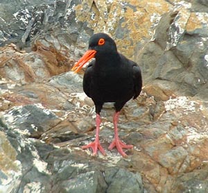 Pretty African black oystercatcher