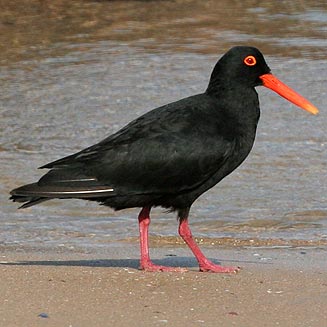 Pretty African black oystercatcher