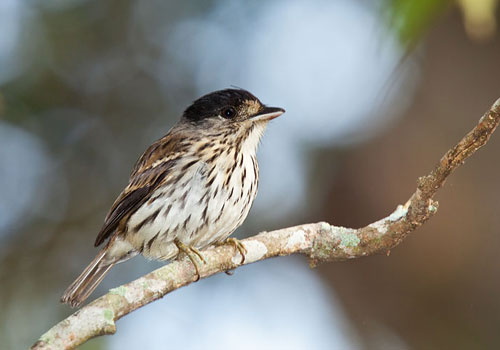 African broadbill