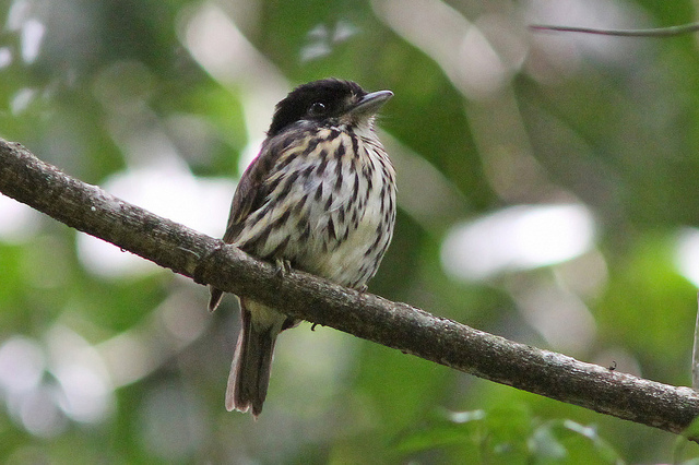 Pretty African broadbill