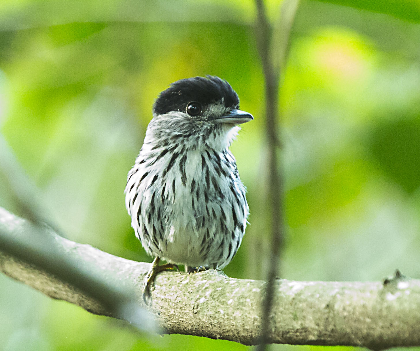 Pretty African broadbill