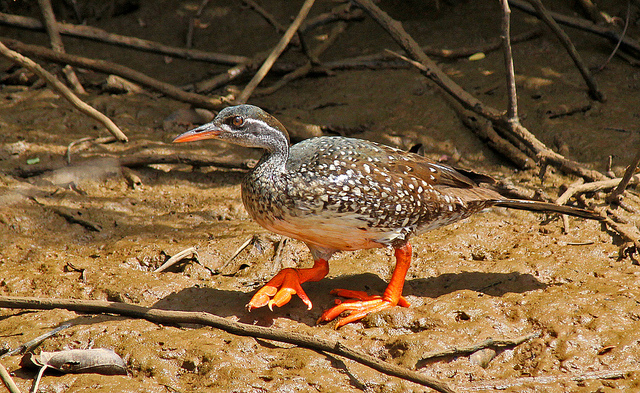 Pretty African finfoot