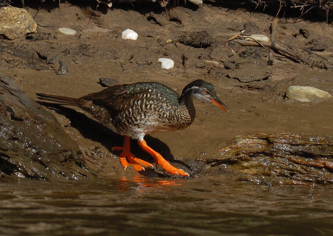 Pretty African finfoot