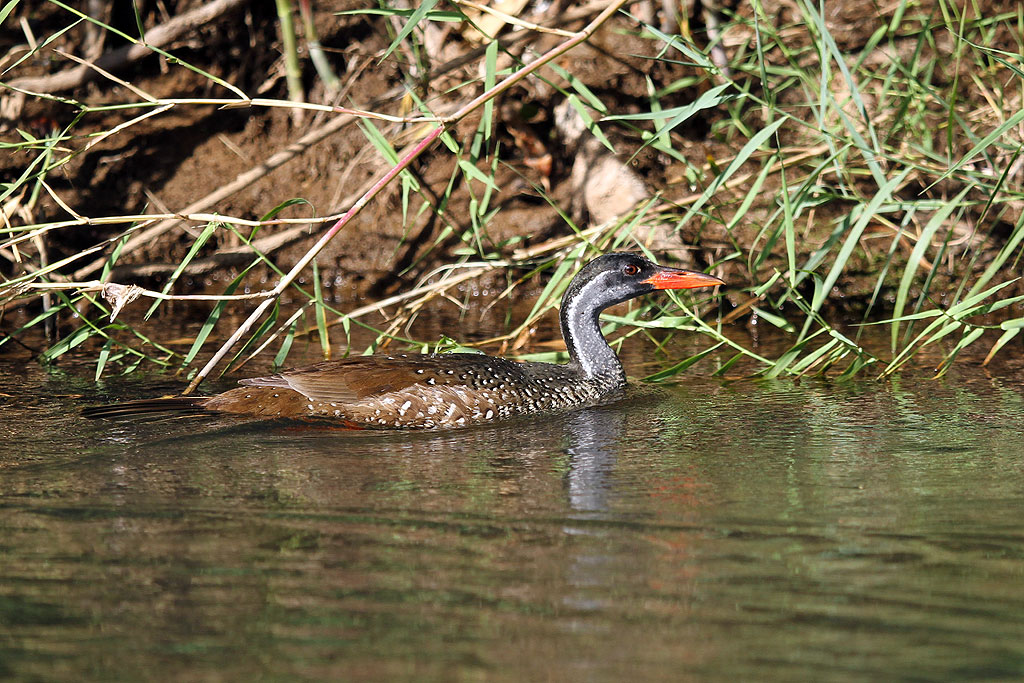 Pretty African finfoot