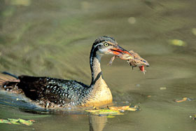 Pretty African finfoot