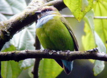 African green broadbill