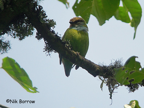 Pretty African green broadbill