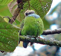 Pretty African green broadbill