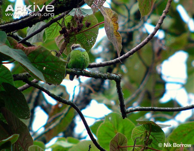 Pretty African green broadbill