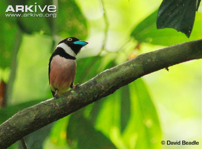 Pretty African green broadbill