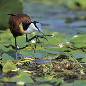 African jacana