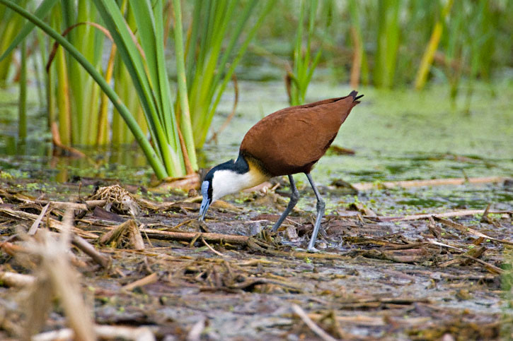 Pretty African jacana