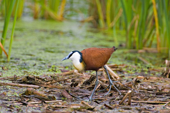 Pretty African jacana