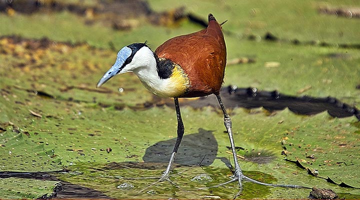 Pretty African jacana