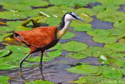 Pretty African jacana