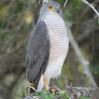 African little sparrowhawk