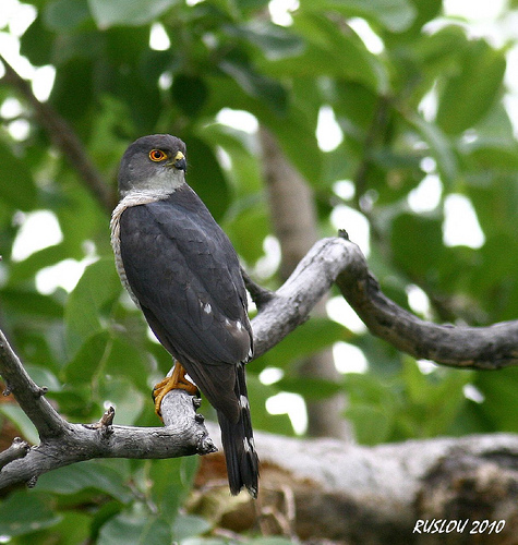 Pretty African little sparrowhawk