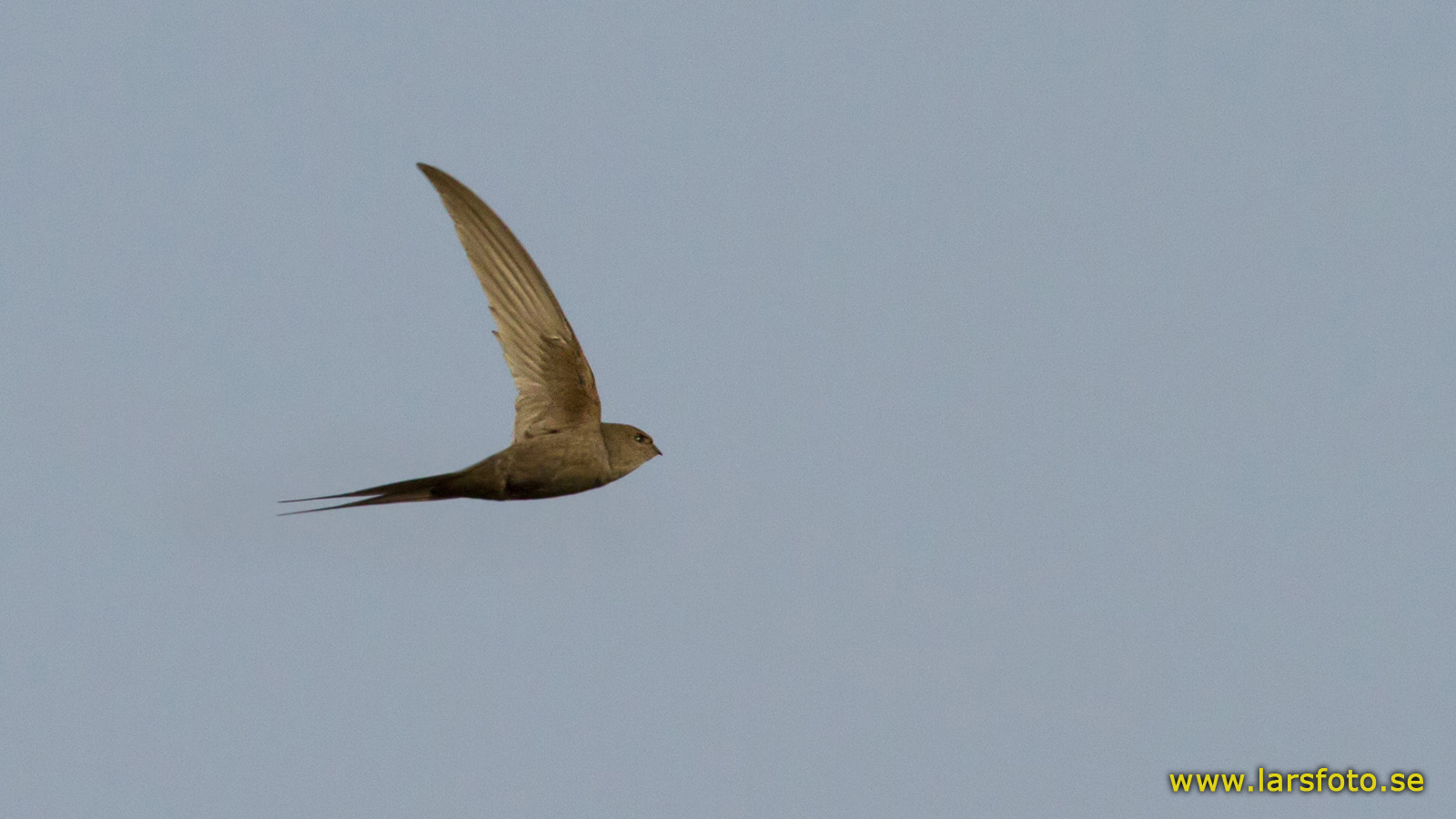 Pretty African palm swift