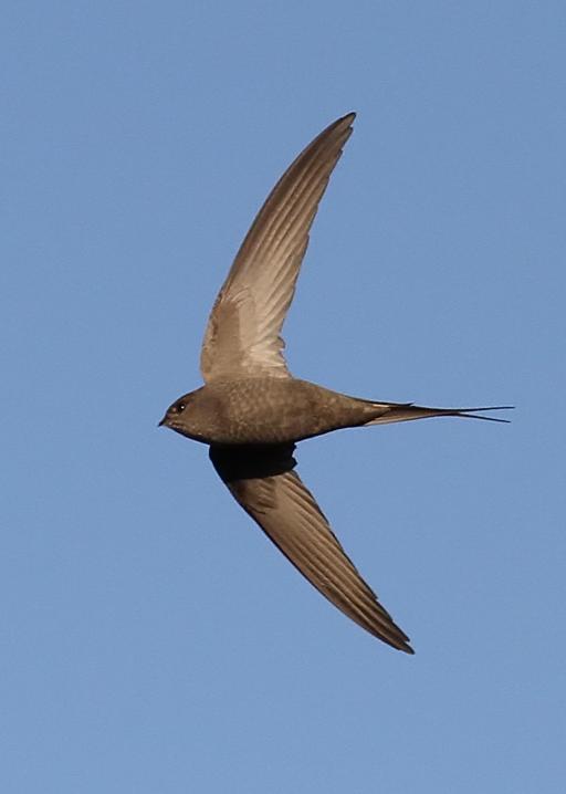 Pretty African palm swift