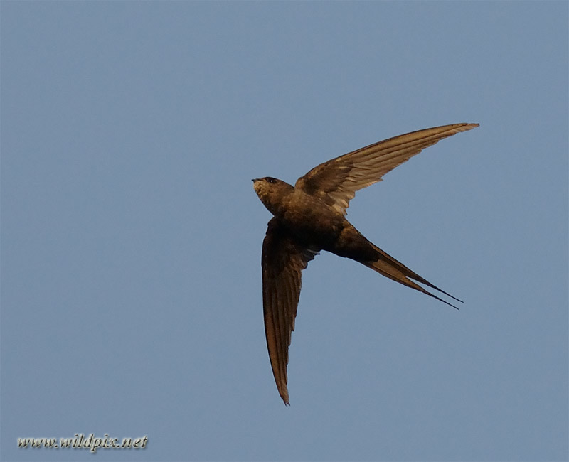 Pretty African palm swift
