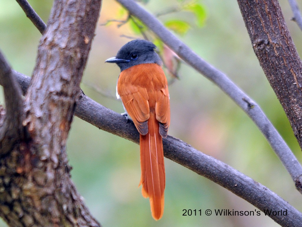 African paradise-flycatcher