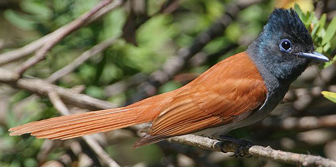 Pretty African paradise-flycatcher