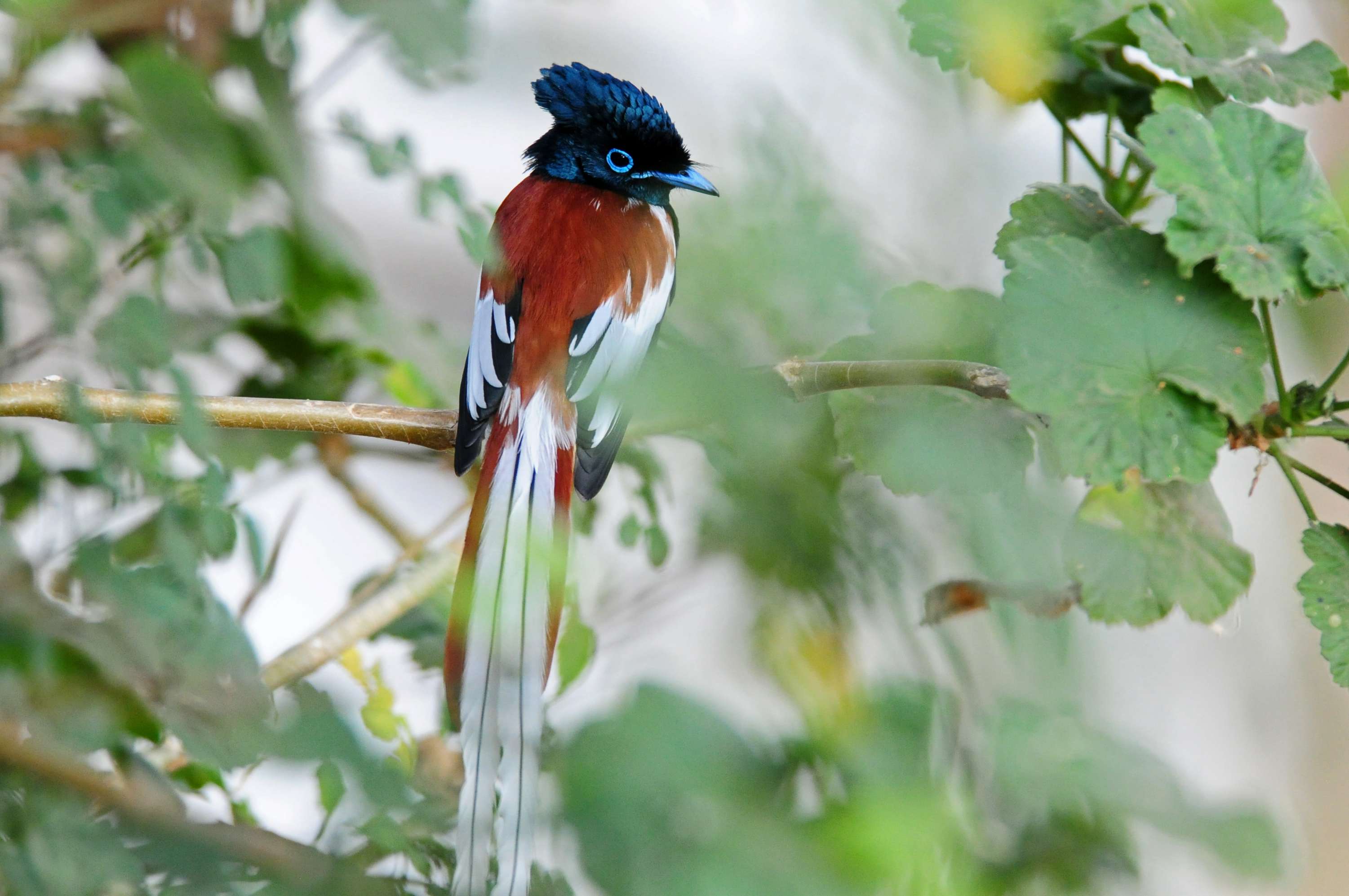 Pretty African paradise-flycatcher
